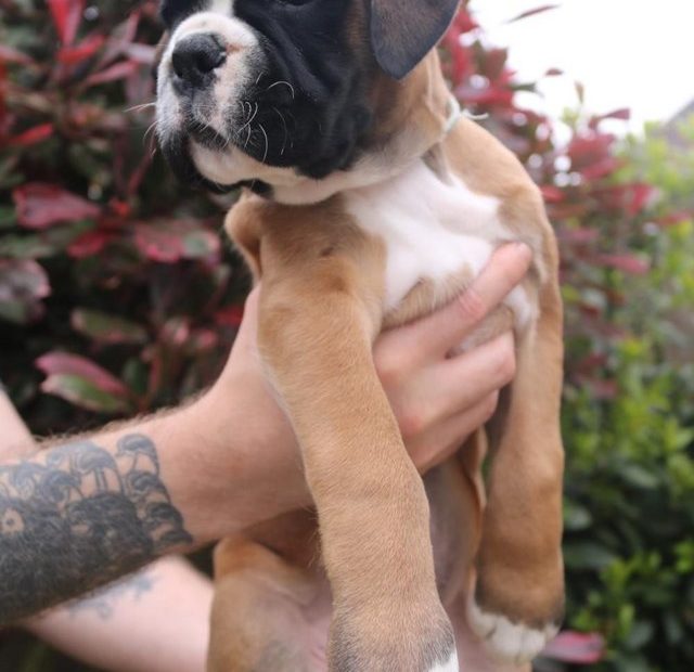 Boxer Puppies For Sale In Hartlepool, County Durham From Private Sellers