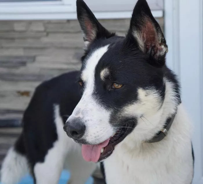 Border Collie Husky Mix: Why We Love This Energetic Dog – Timberwolfpet