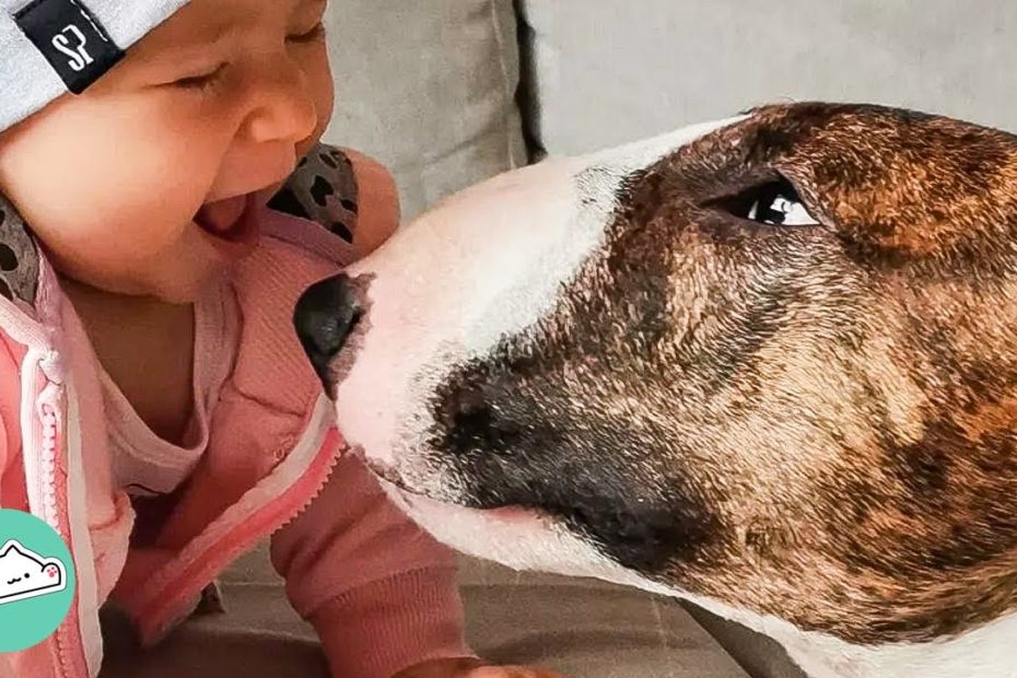 Silly Bull Terrier Becomes The Best Nanny For Baby Sister | Cuddle Buddies  - Youtube