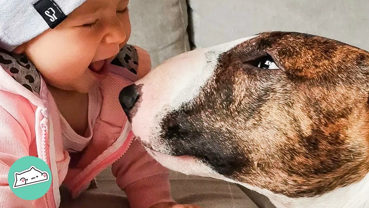 Silly Bull Terrier Becomes The Best Nanny For Baby Sister | Cuddle Buddies  - Youtube