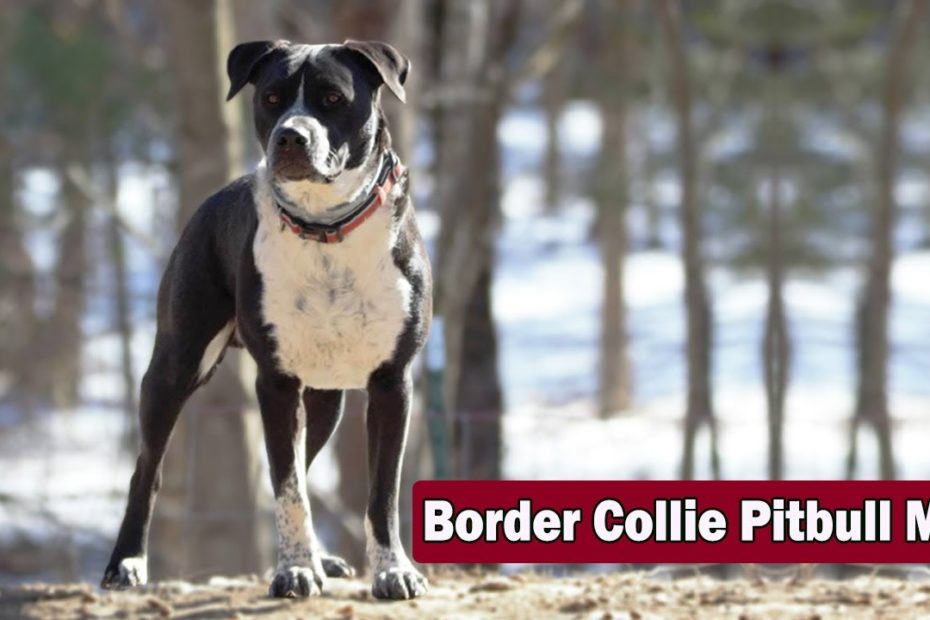Border Collie Pitbull Mix - Is This The Cross For You? / Pitbull Border  Collie Mix - Youtube