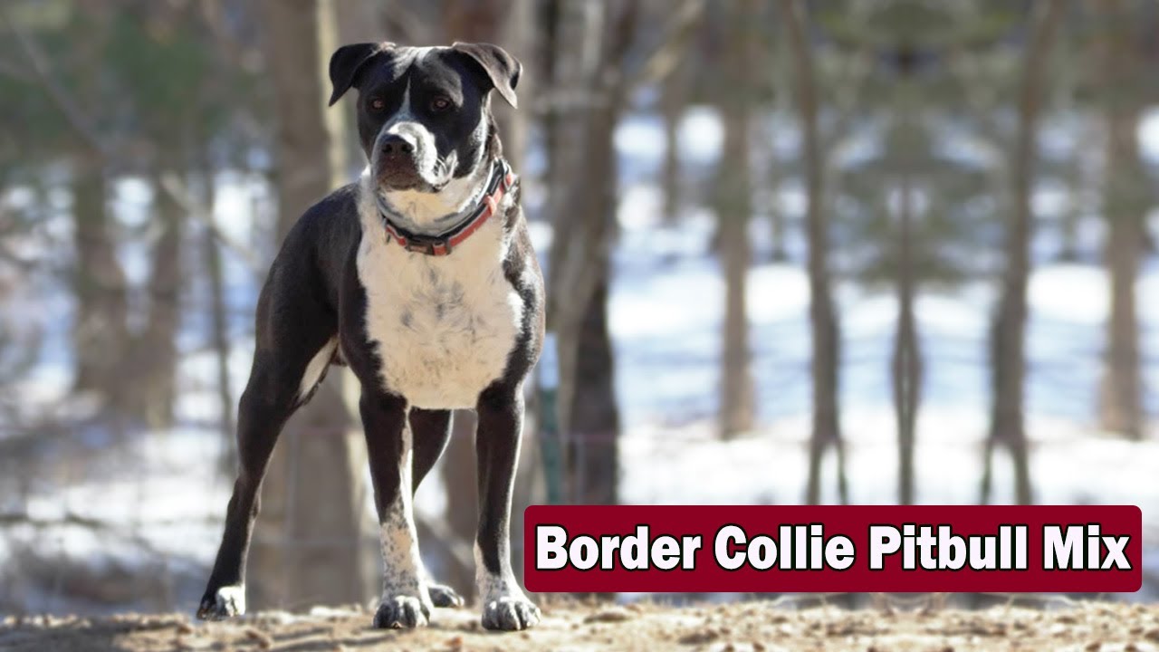 Top 100 Border Collie Pit Mix Update